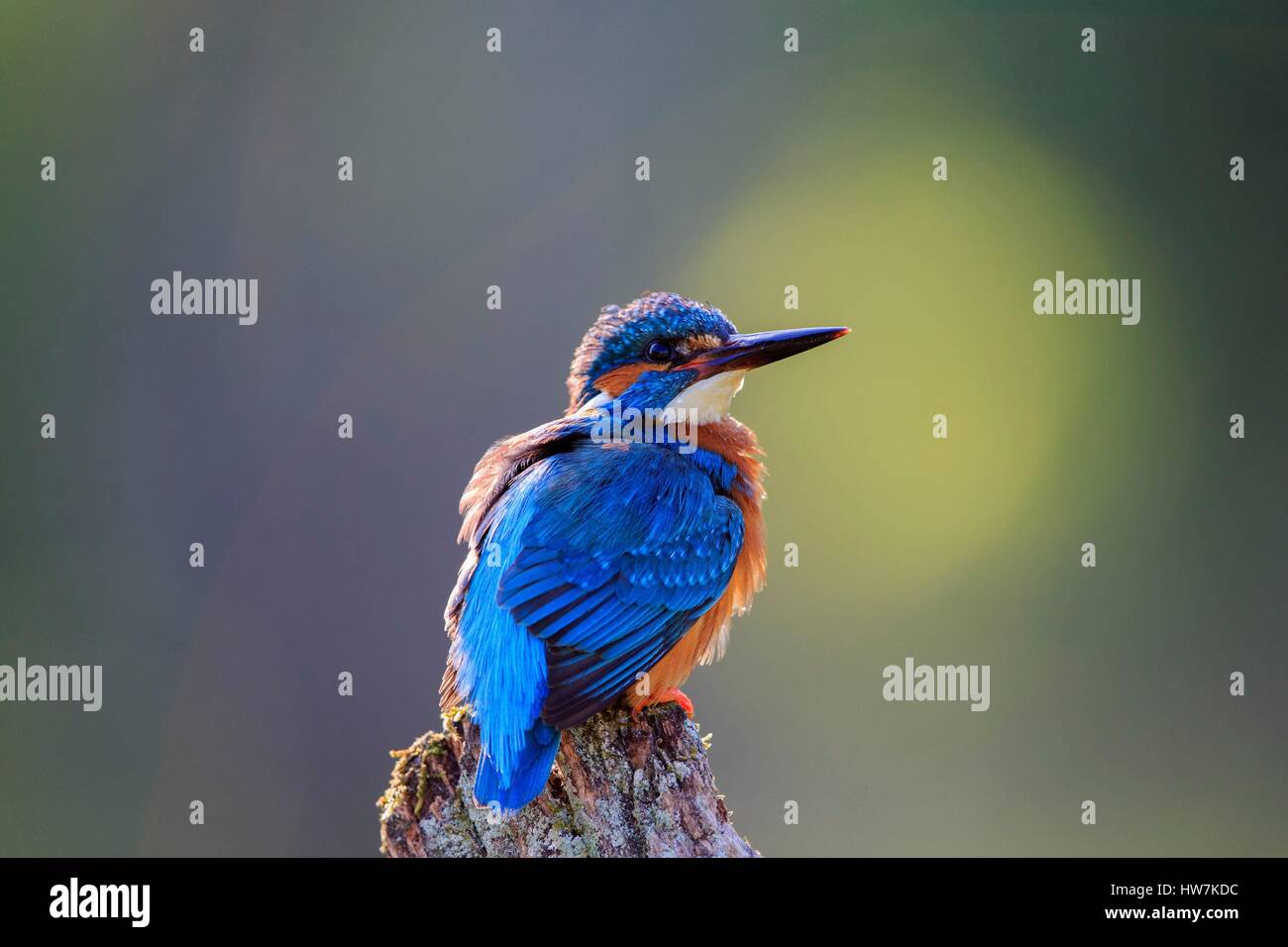 La France, l'Ain, la Dombes, Common Kingfisher Kingfisher eurasienne ou, ou rivière kingfisher (Alcedo atthis), adulte Banque D'Images