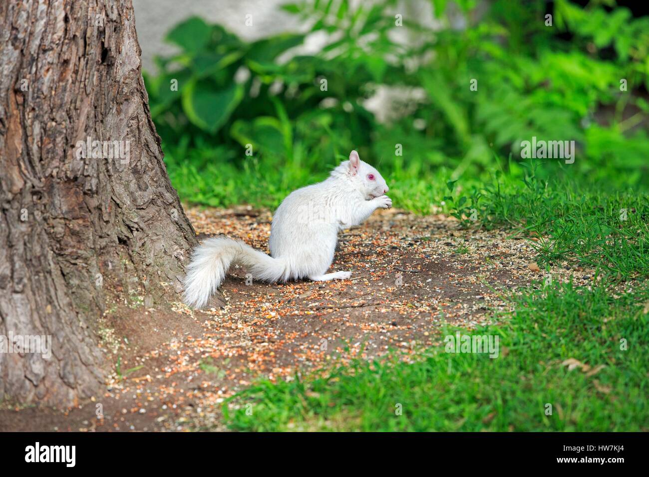 United States, Minnesota, l'écureuil gris ou d'écureuil gris (Sciurus carolinensis), adultes albinos sur le terrain Banque D'Images