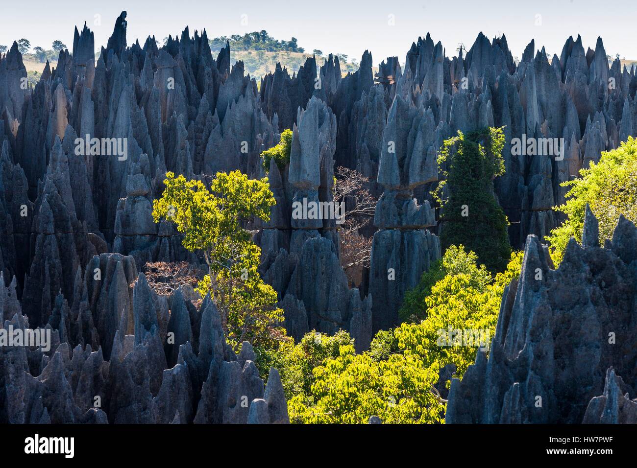 Madagascar, région du Nord-Ouest, Tsingy de Bemaraha, classé au Patrimoine Mondial par l'UNESCO Banque D'Images