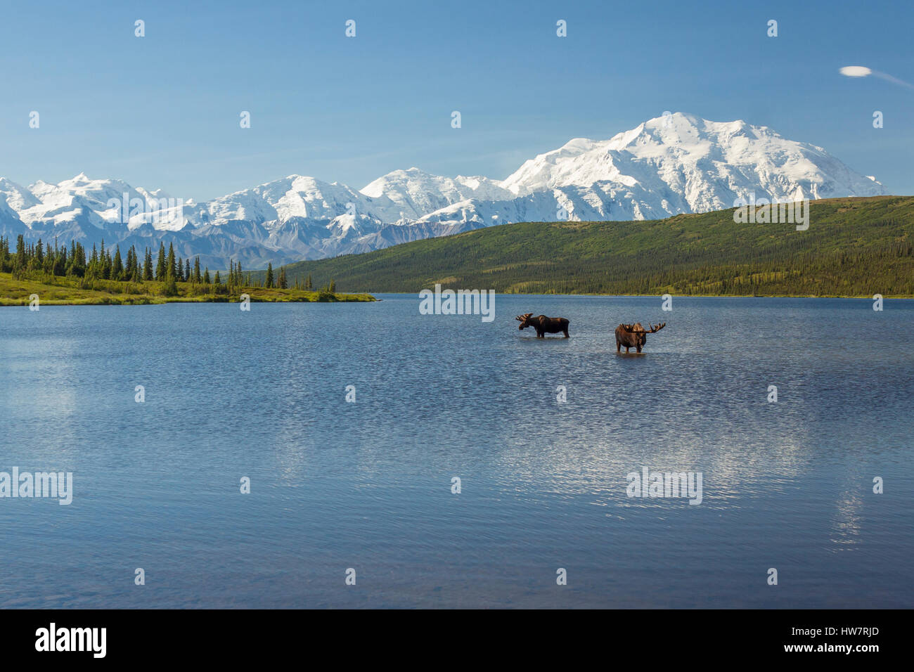 Deux Bull Moose Lake dans l'émerveillement d'alimentation avec la chaîne de l'Alaska dans l'arrière-plan, le parc national Denali, en Alaska. Banque D'Images