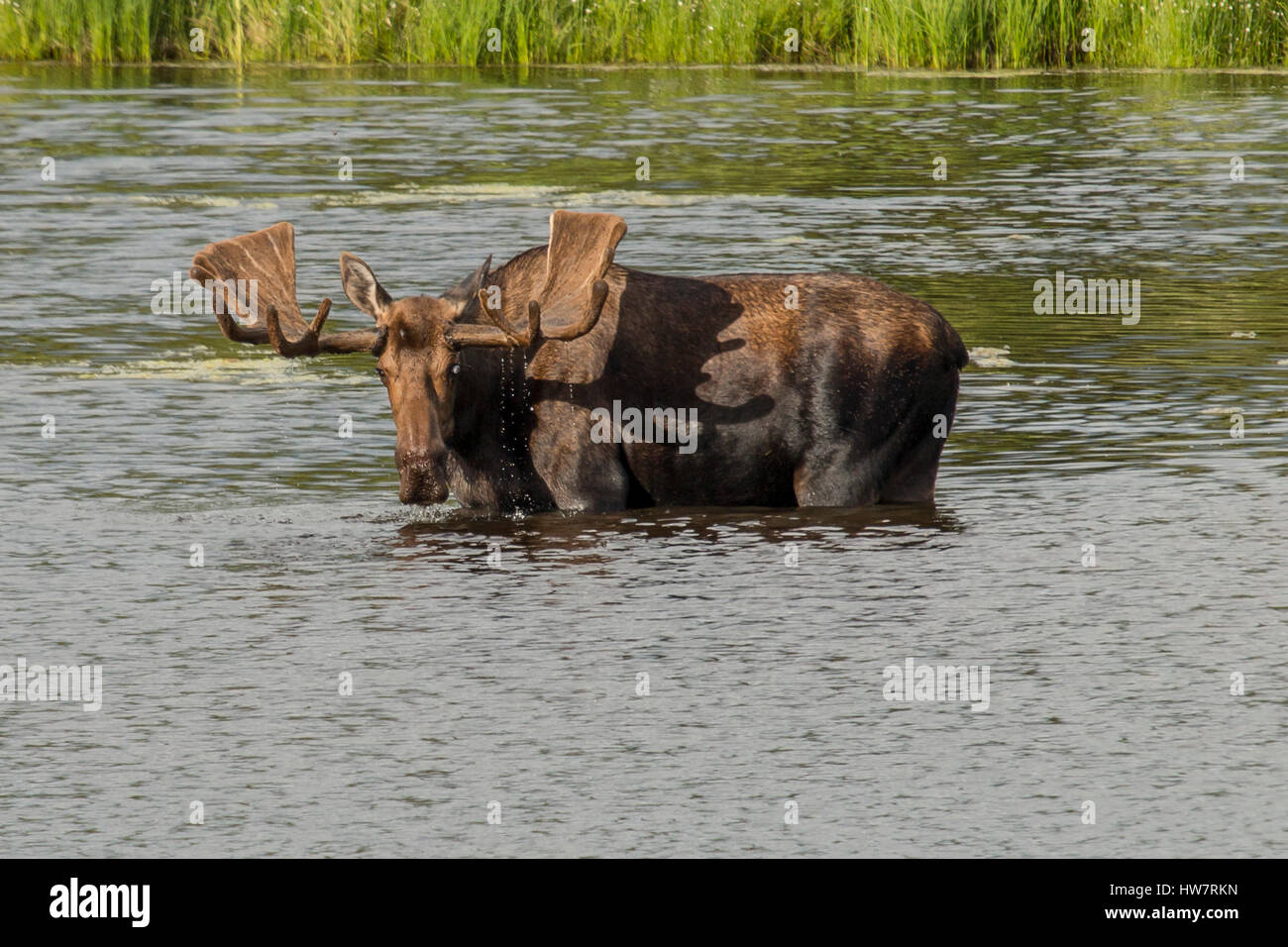 Bull Moose dans l'alimentation électrique d'un étang dans le parc national Denali, en Alaska. Banque D'Images