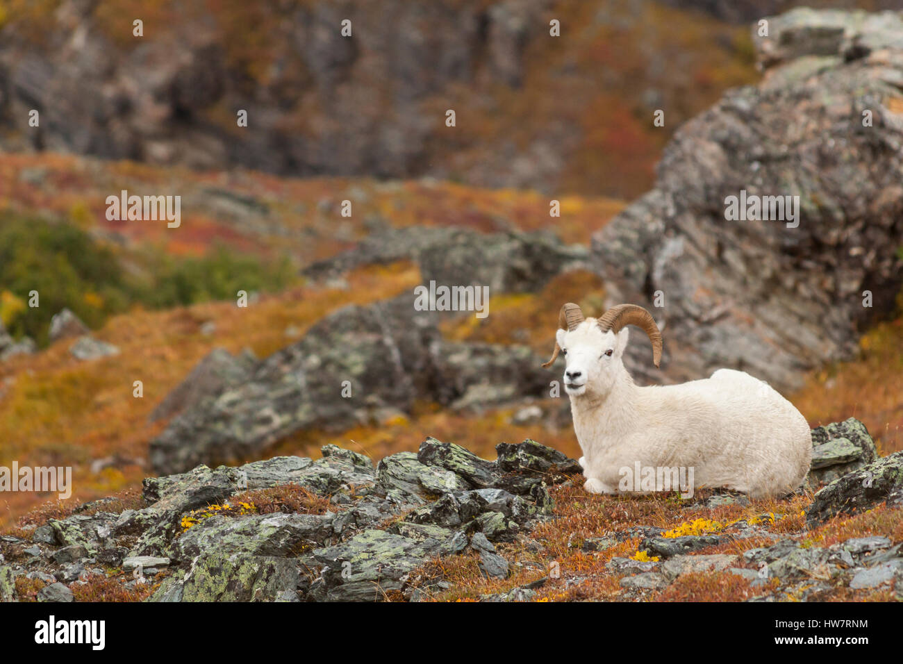 Dall Ram relaing dans la toundra dans le parc national Denali, AK. Banque D'Images