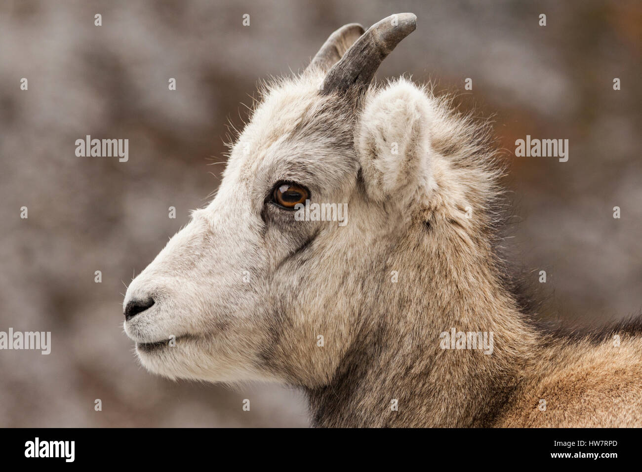 Pierre en bordure de l'agneau mouton dans Stone Mountain, parc provincial du Canada. Banque D'Images