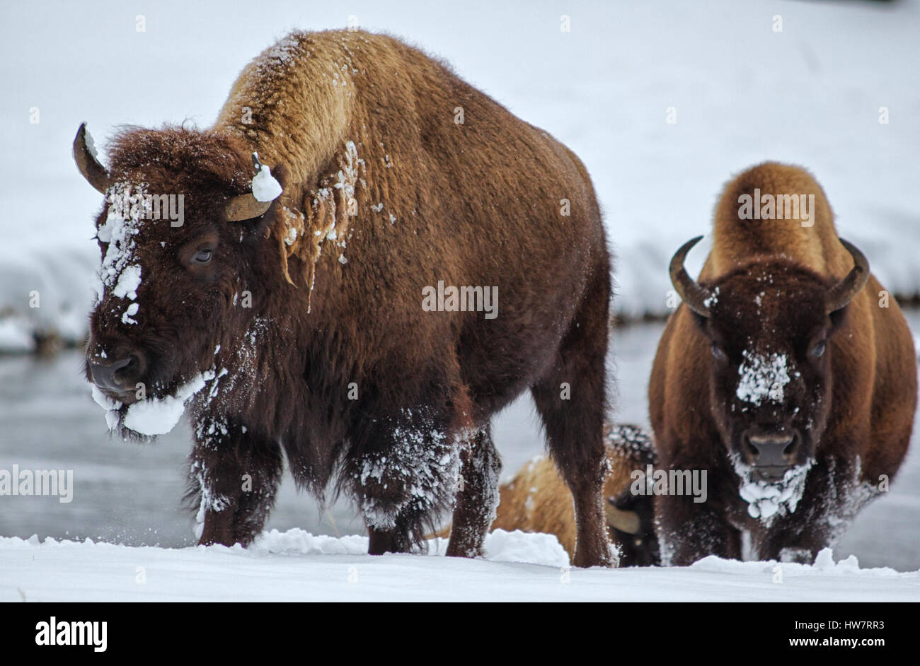 Le bison à marcher le long de la rivière Madison dans le Parc National de Yellowstone. Banque D'Images