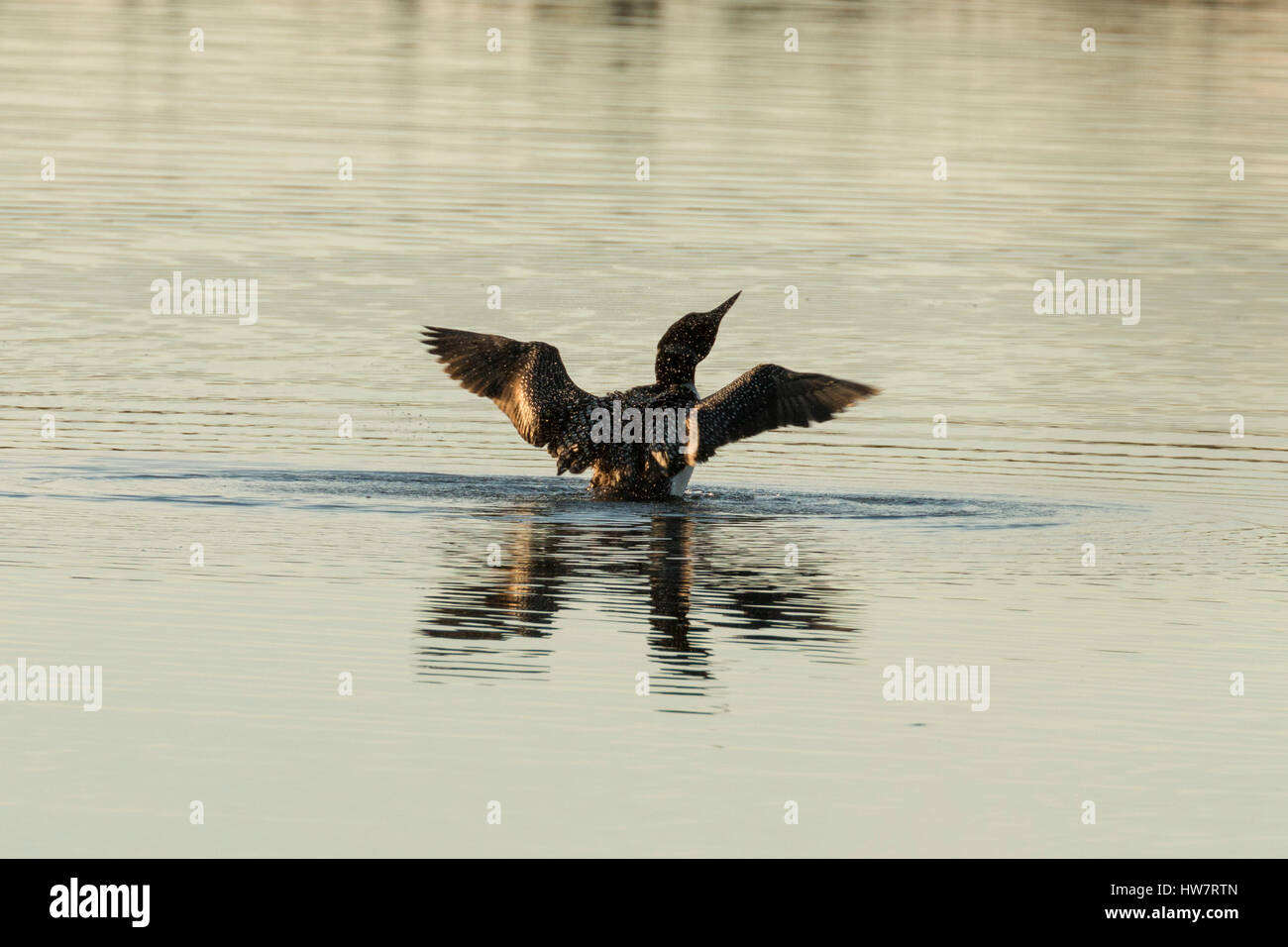 Loon secouer l'après une plongée dans le Kenai National Wildlife Refuge, en Alaska. Banque D'Images