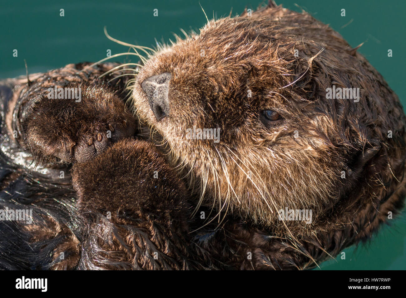 Loutre de mer - Sea Otter (Enhydra lutris) | Homer, Alaska