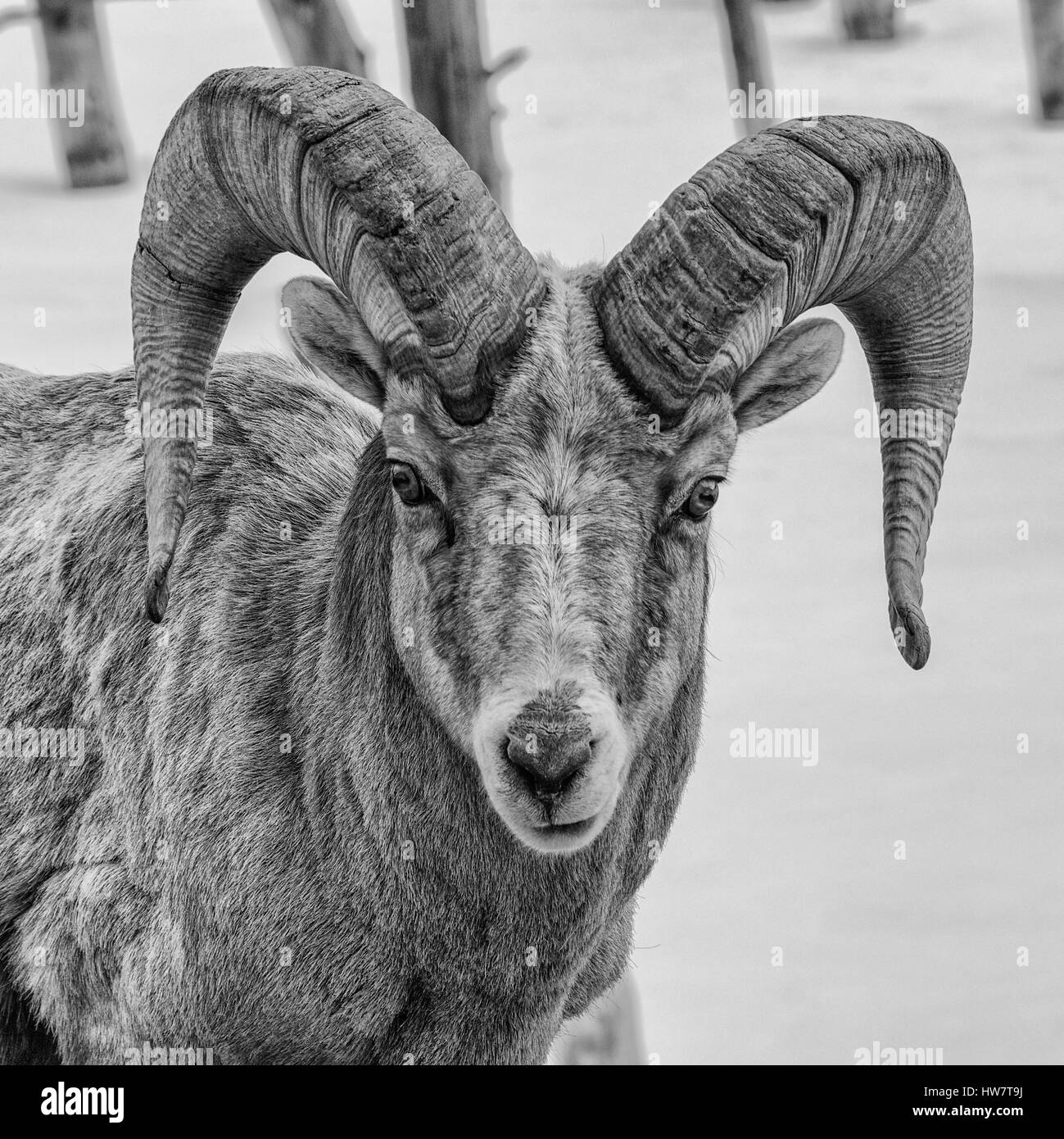 Mouflon d'en hiver sur Quake Lake, Montana. Banque D'Images