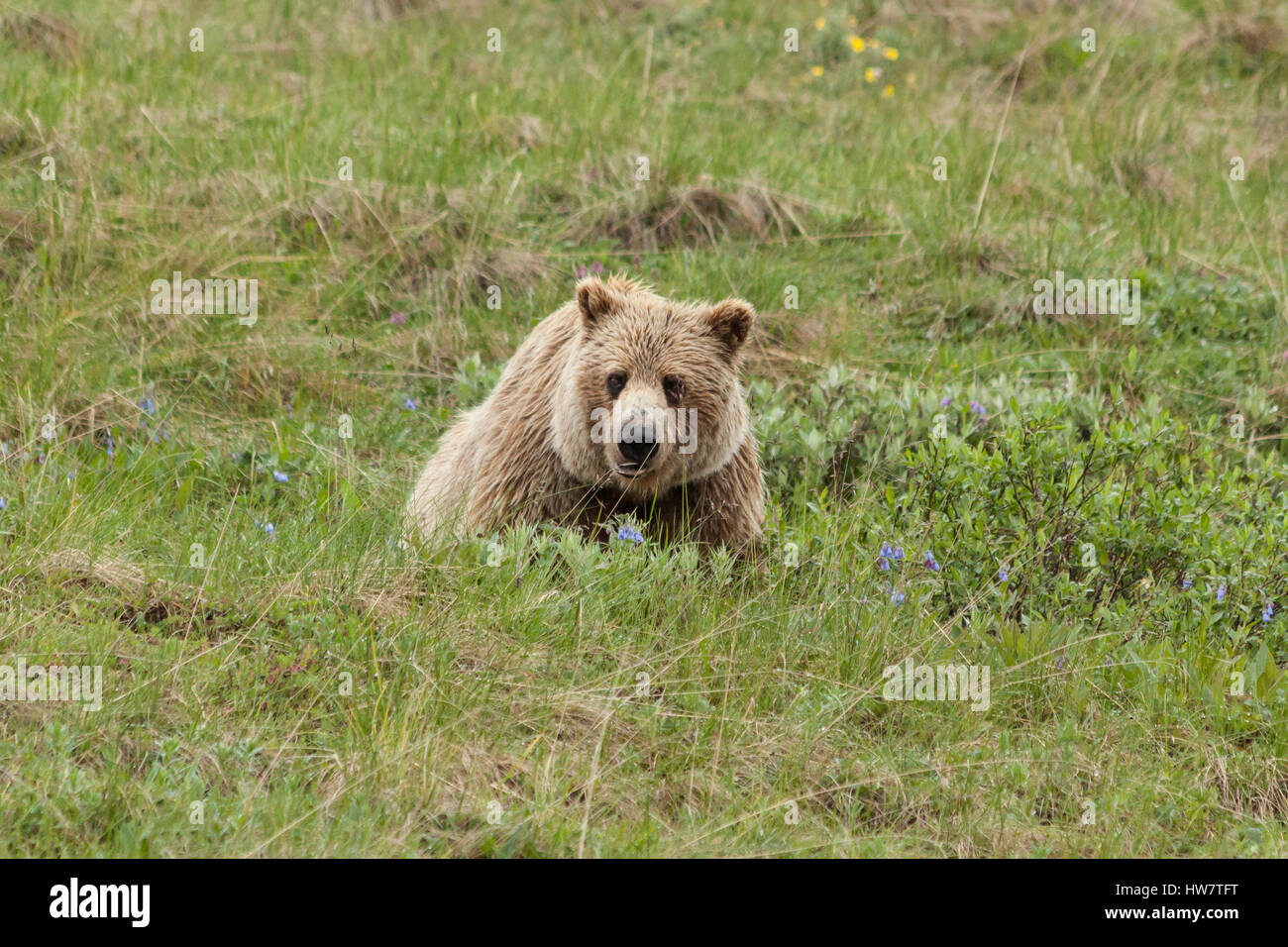Sow Grizzly paissant dans les fleurs sauvages, le parc national Denali, en Alaska. Banque D'Images