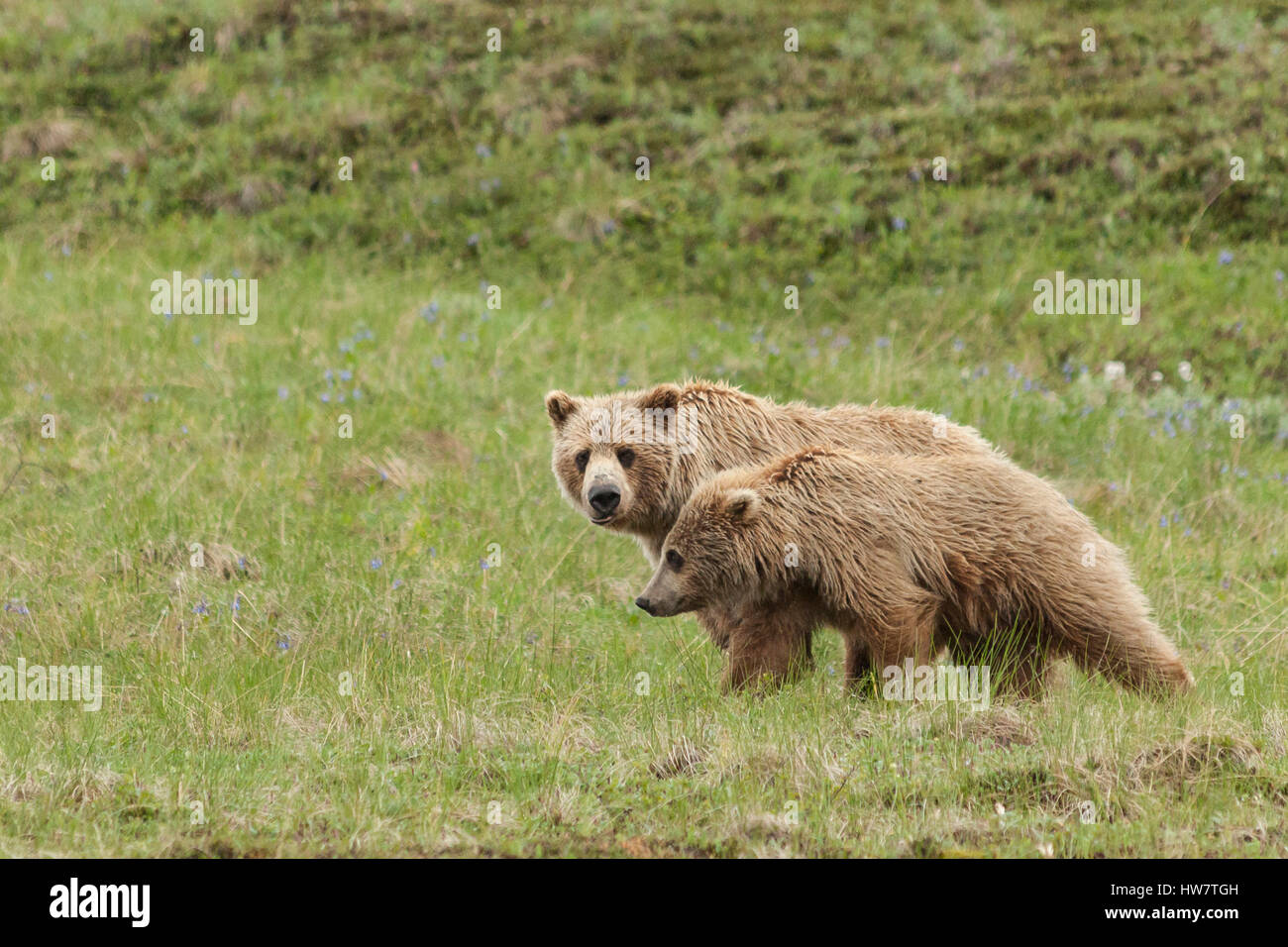 Grizzly Bear Sow et Cub dans le parc national Denali, en Alaska. Banque D'Images