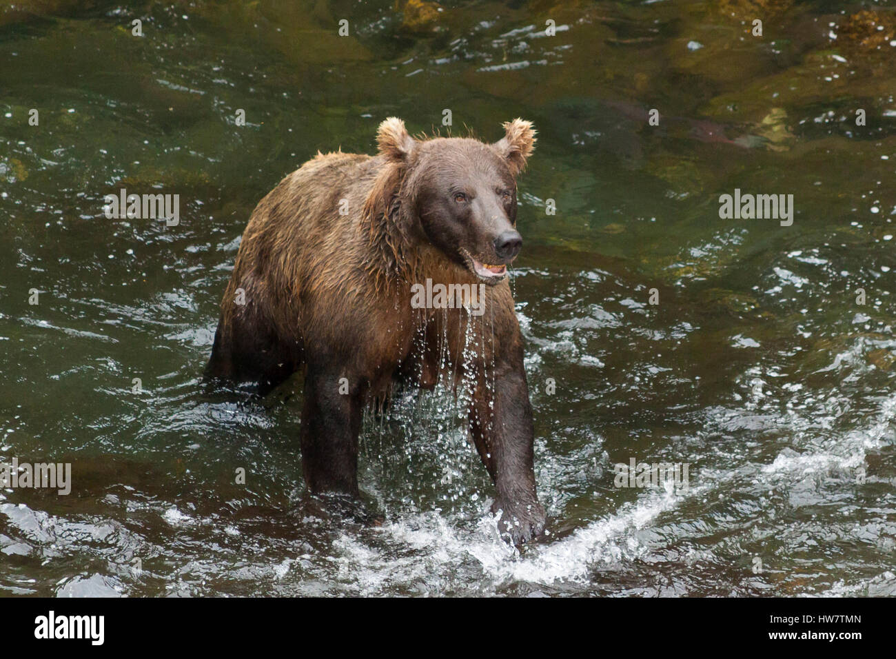 Grizzli la pêche du saumon dans le fleuve russe, en Alaska. Banque D'Images