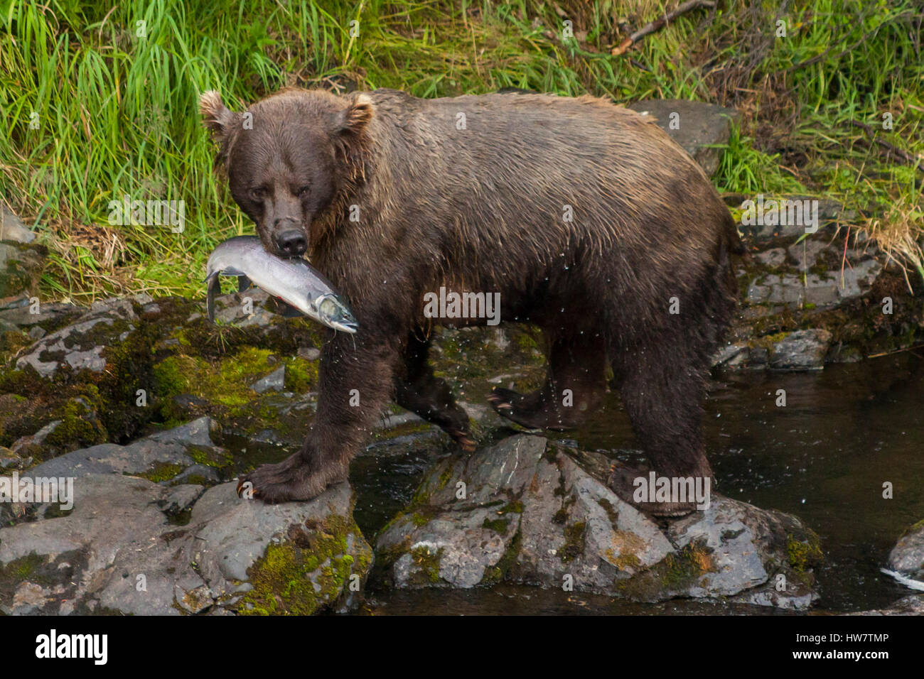 Semer ses oursons grizzlis leurre loin de la rivière au saumon, la rivière russe, en Alaska. Banque D'Images