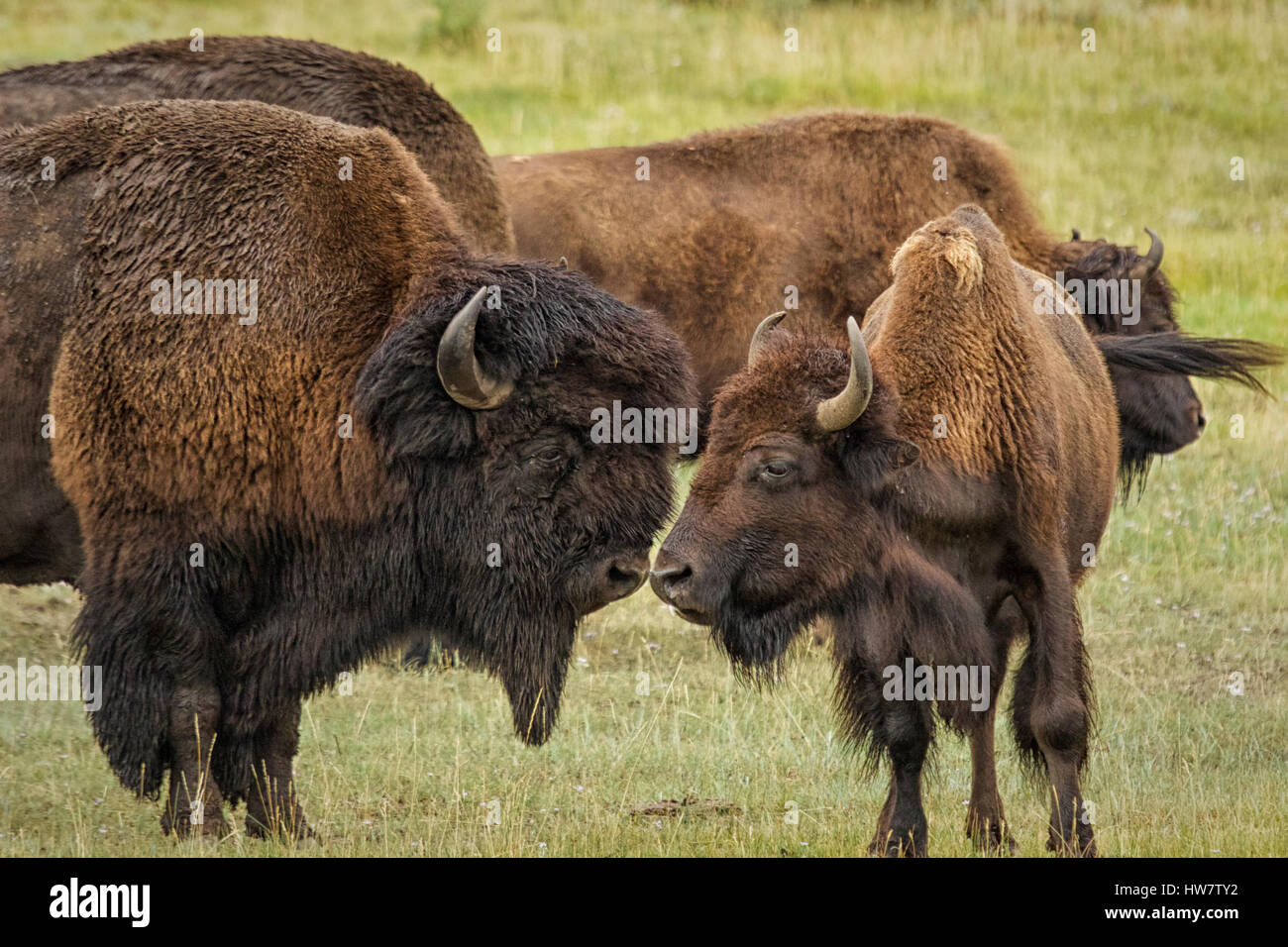 Couple de bisons nez pousser pendant le rut dans le Parc National de Yellowstone, Wyoming. Banque D'Images