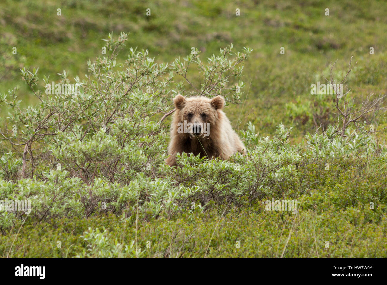 Sur le site de l'ours grizzli à moi à travers les saules dans le parc national Denali, en Alaska. Banque D'Images