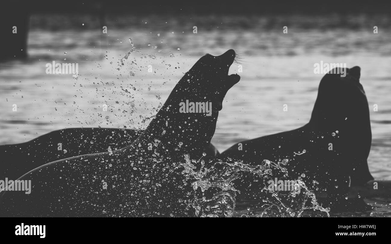 :Arge groupe de lions de mer au-dessus de la surface Banque D'Images