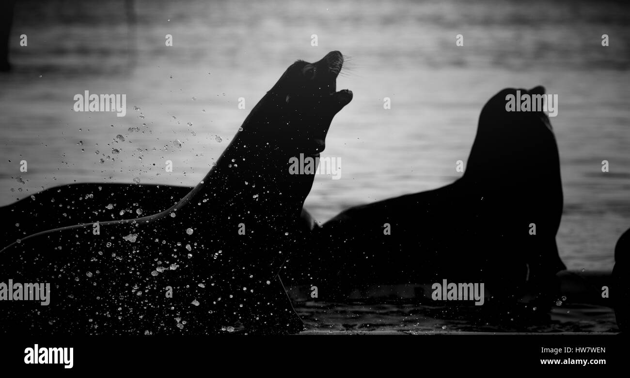 :Arge groupe de lions de mer au-dessus de la surface Banque D'Images