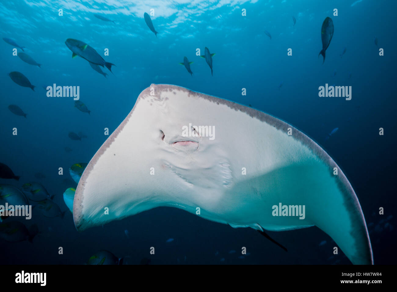 Pateobatis Whipray rose, fai, North Male Atoll, Maldives Banque D'Images