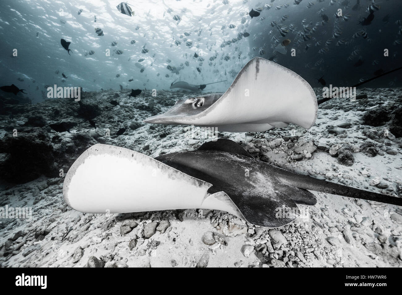 Pateobatis Whipray rose, fai, North Male Atoll, Maldives Banque D'Images