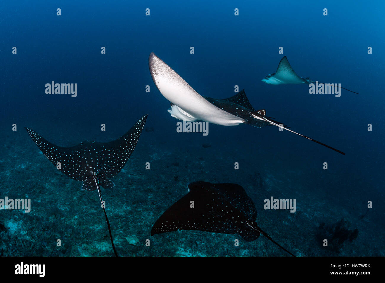 Spotted Eagle Ray, Aetobatus narinari, South Male Atoll, Maldives Banque D'Images