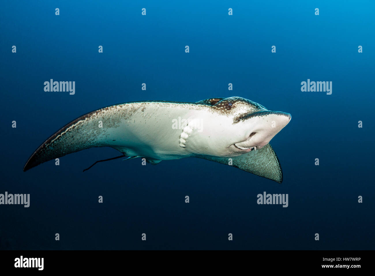 Spotted Eagle Ray, Aetobatus narinari, South Male Atoll, Maldives Banque D'Images