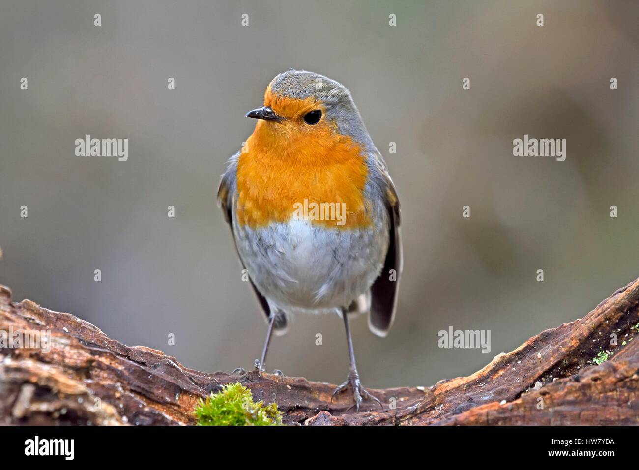 France, Doubs, Robin familier (Erithacus rubecula aux abords) perché sur une racine Banque D'Images