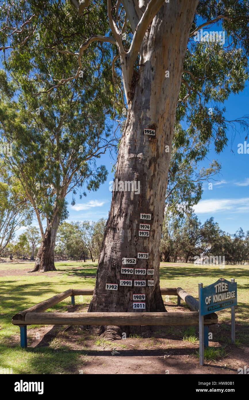 L'Australie, l'Australie, Murray River Valley, Loxton, arbre de la connaissance, l'arbre avec les marqueurs de la hauteur d'inondation Banque D'Images