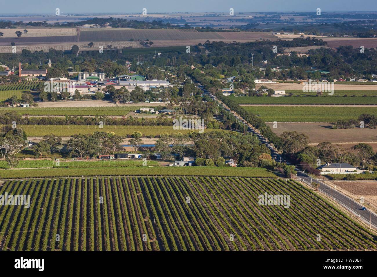 L'Australie, l'Australie, Barossa Valley, Tanunda, augmentation de la vue sur le vignoble de Mengler Hill Banque D'Images