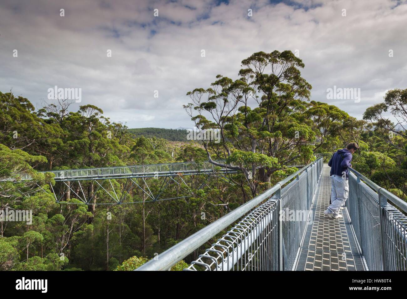 L'Australie, l'ouest de l'Australie, le sud-ouest, Walpole-Nornalup, Valley of the Giants Tree Top Walk, de l'allée au-dessus des arbres tingle géant Banque D'Images