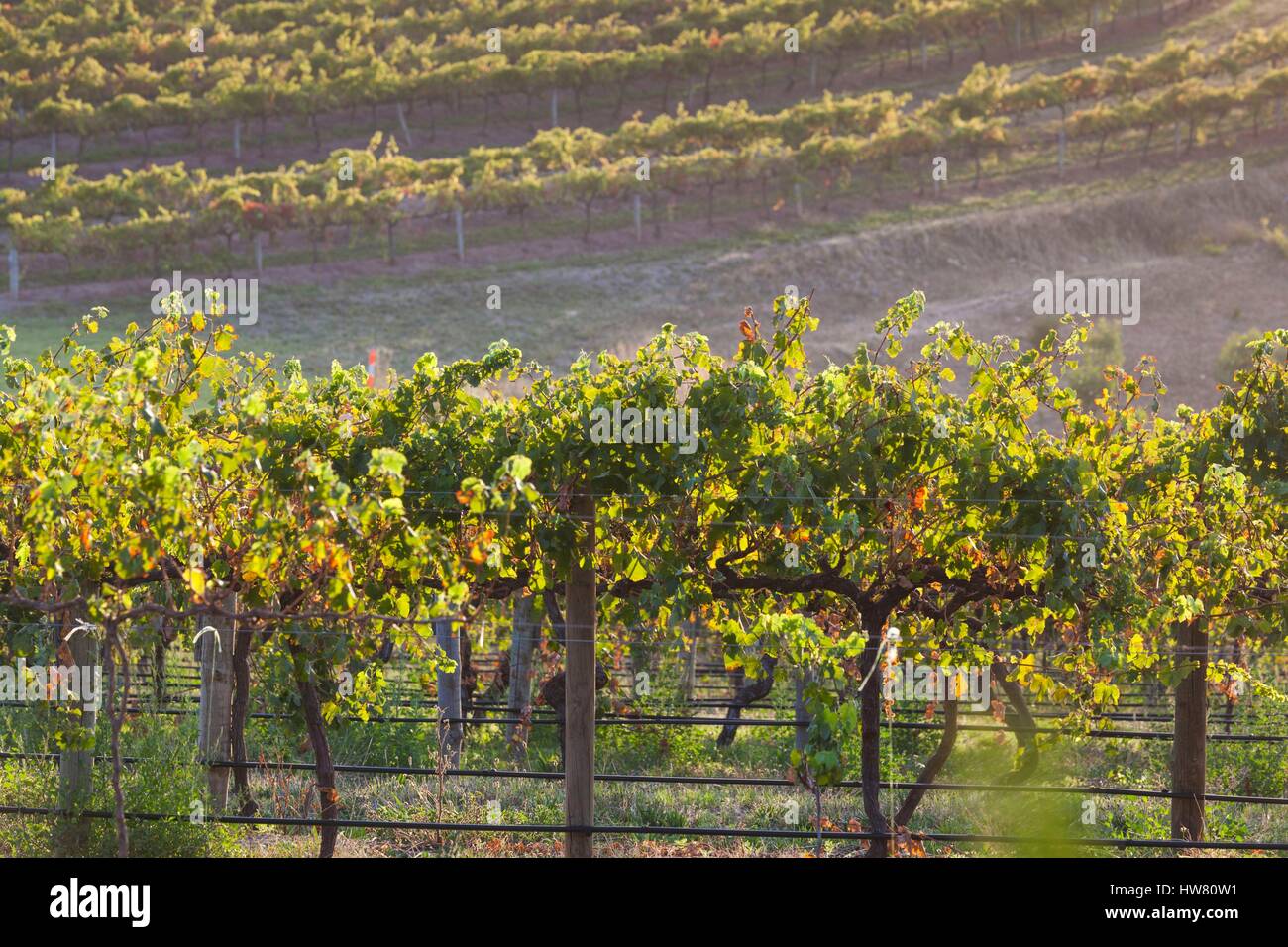 L'Australie, l'Australie du Sud, la péninsule de Fleurieu, la région vinicole de McLaren Vale, McLaren Vale, augmentation de la vue sur le vignoble Banque D'Images
