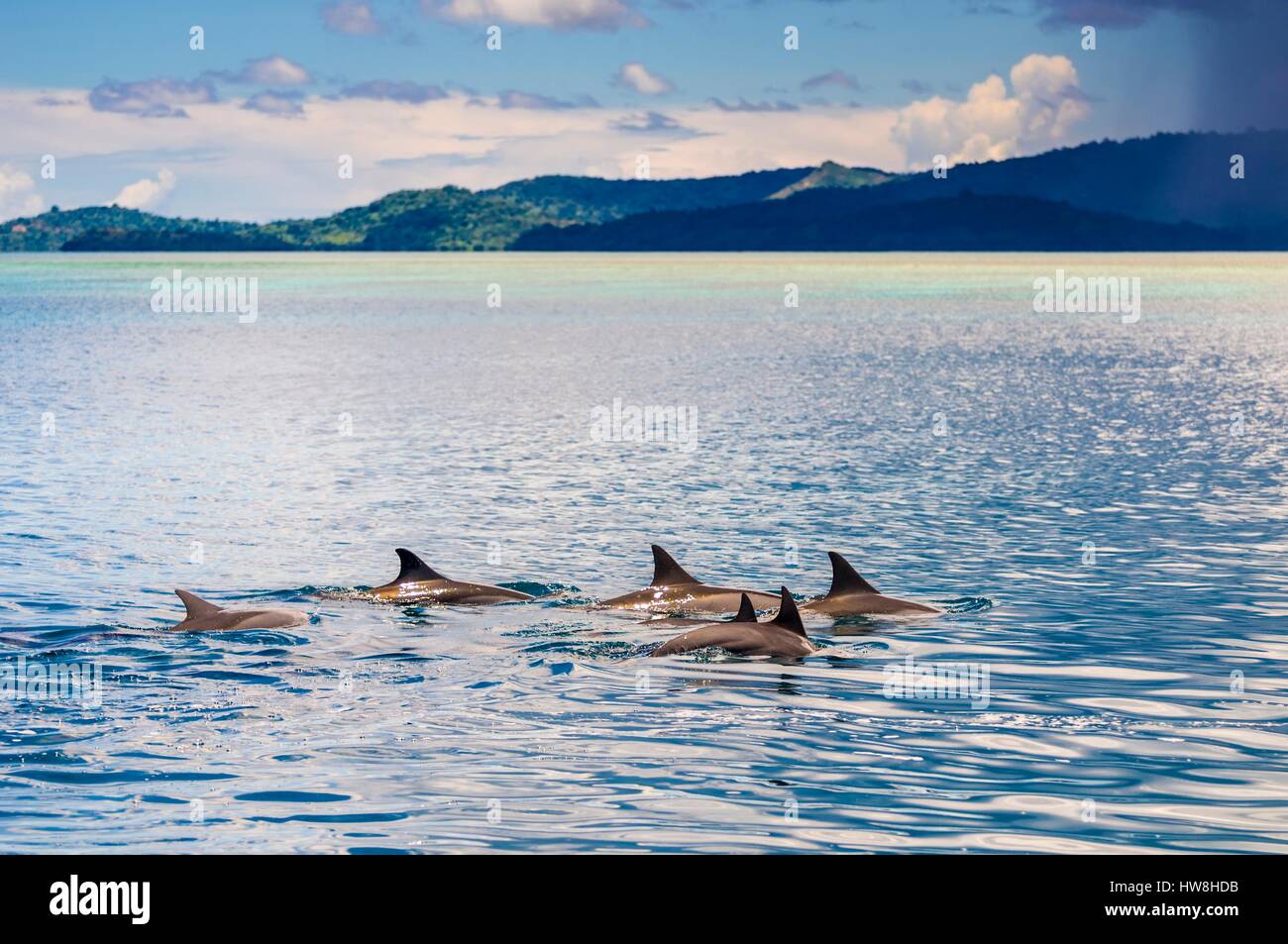 La France, l'île de Mayotte (département français d'outre-mer), le dauphin tacheté (Stenella attenuata) dans le lagon Banque D'Images