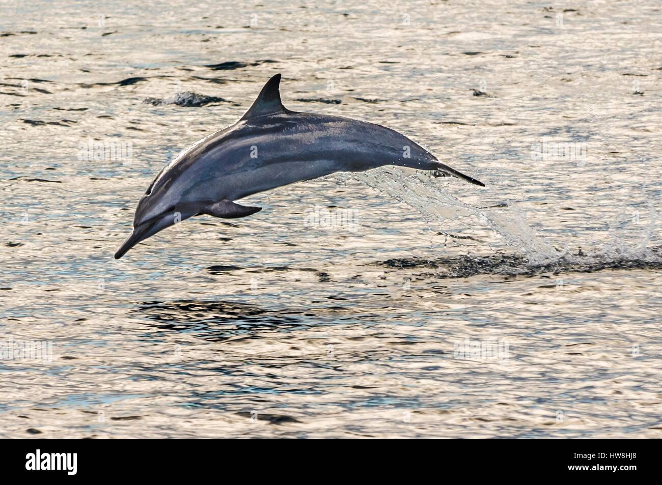 La France, l'île de Mayotte (département français d'outre-mer), dauphins tachetés (Stenella attenuata) sautant dans la lagune Banque D'Images