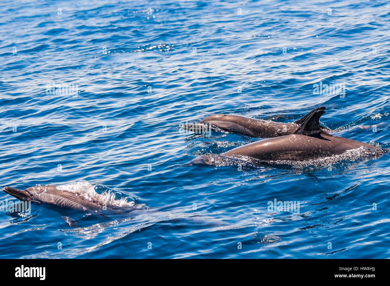 La France, l'île de Mayotte (département français d'outre-mer), le dauphin tacheté (Stenella attenuata) dans le lagon Banque D'Images