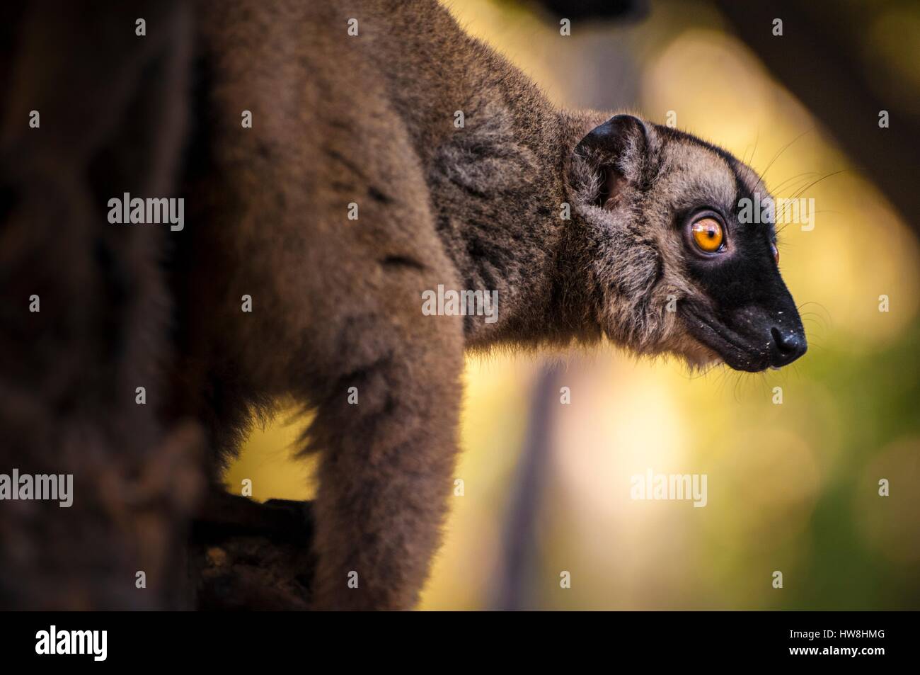 La France, l'île de Mayotte (département français d'outre-mer), la Grande Terre, lemur fauve (Eulemur fulvus mayottensis) Aussi appelé maki dans les sous-bois de Kani-Keli, derrière la plage n'gouja Banque D'Images