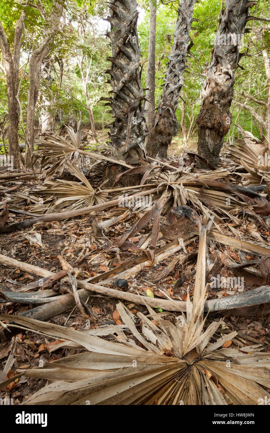 L'Indonésie, à l'Est de Nusa Tenggara, Rinca Island, le Parc National de Komodo répertorié comme site du patrimoine mondial par l'UNESCO, l'habitat du Dragon de Komodo (Varanus komodoensis) Banque D'Images