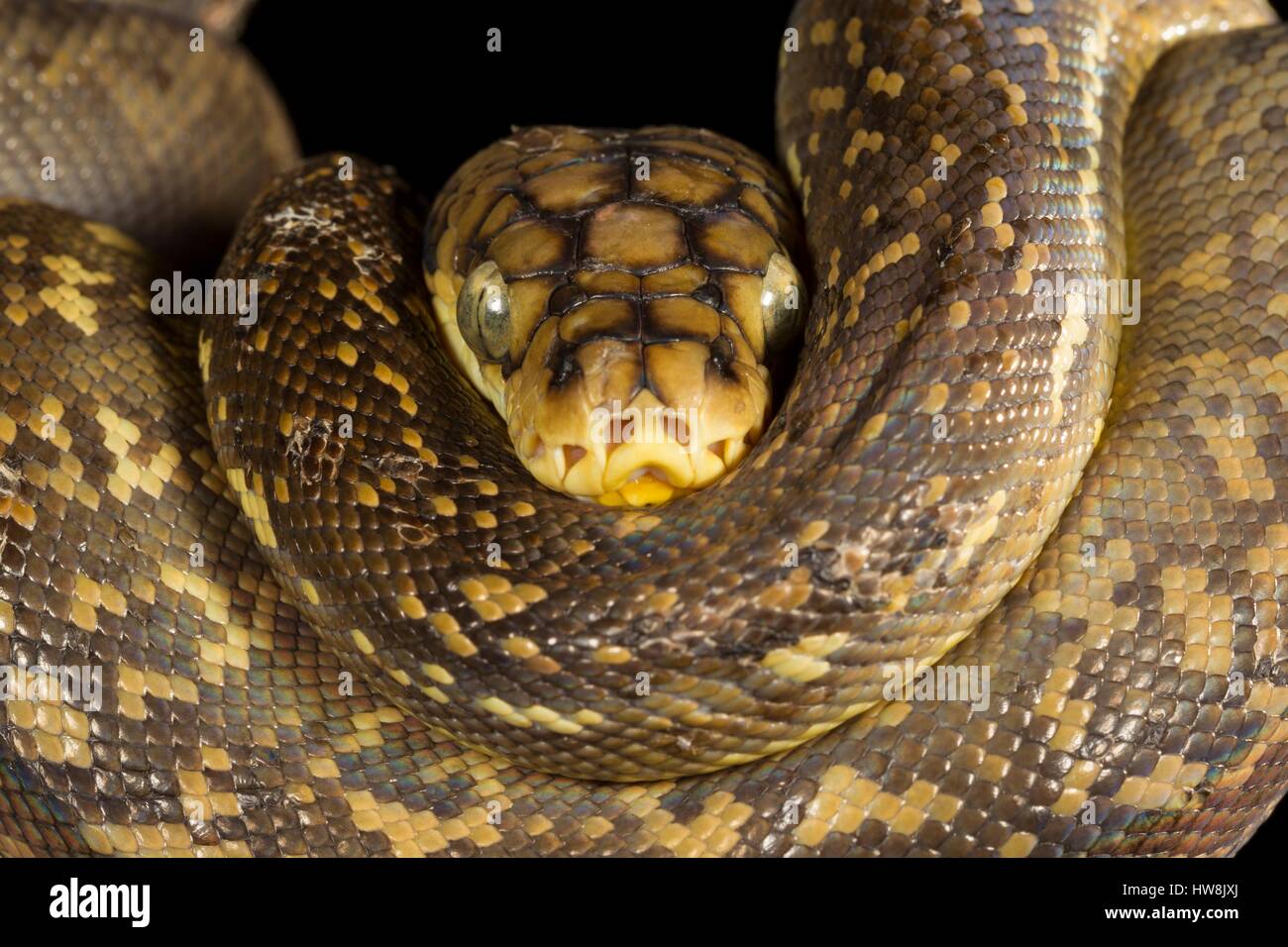 Timor python Banque de photographies et d’images à haute résolution - Alamy