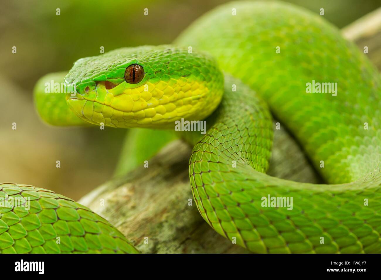 L'Indonésie, à l'Est de Nusa Tenggara, l'île de Komodo, le Parc National de Komodo répertorié comme site du patrimoine mondial par l'UNESCO, blanc-lipped island pit viper (Cryptelytrops insularis insularis) Trimeresurus autrefois endémique de l'île de Bali, Sunda moindre et l'Ouest de Java Banque D'Images