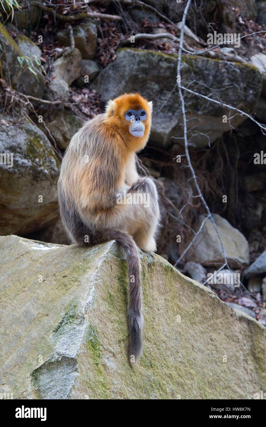 Chine, province du Shaanxi, montagnes Qinling, Golden snub-nosed (Rhinopithecus roxellana singe) Banque D'Images