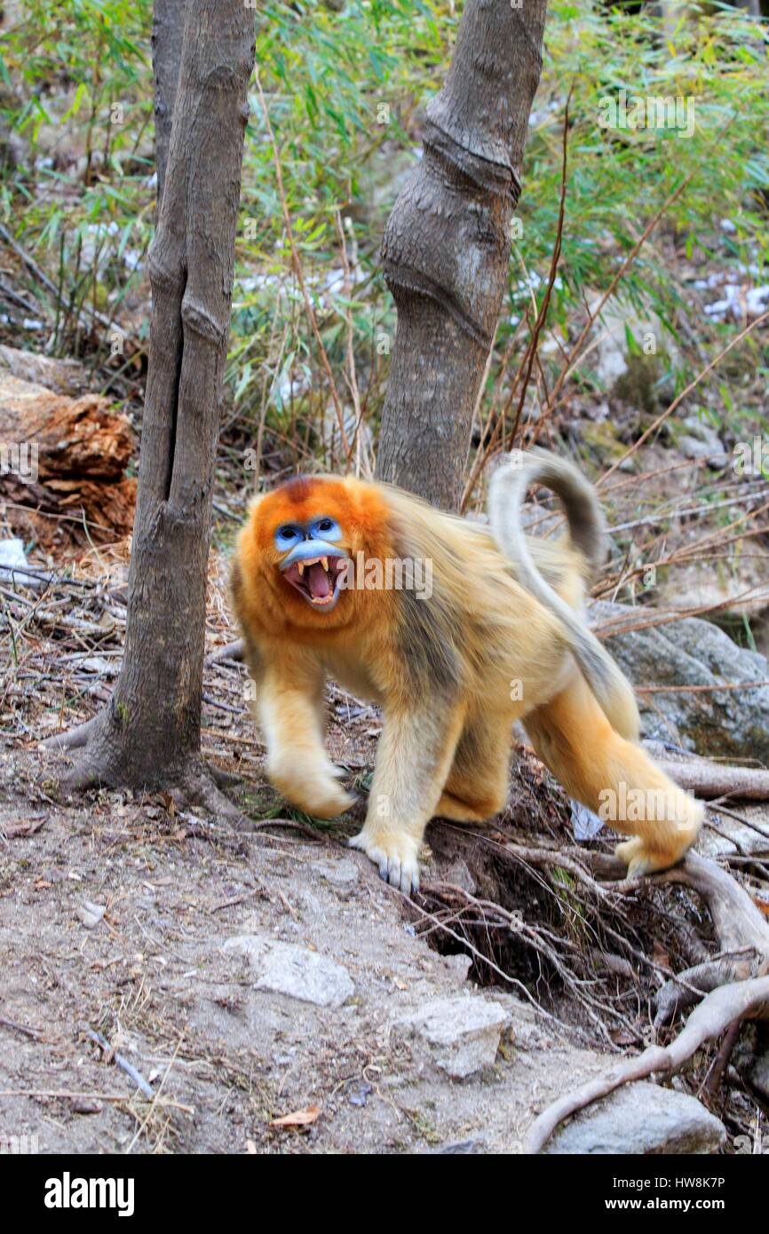 Chine, province du Shaanxi, montagnes Qinling, Golden snub-nosed (Rhinopithecus roxellana singe) Banque D'Images