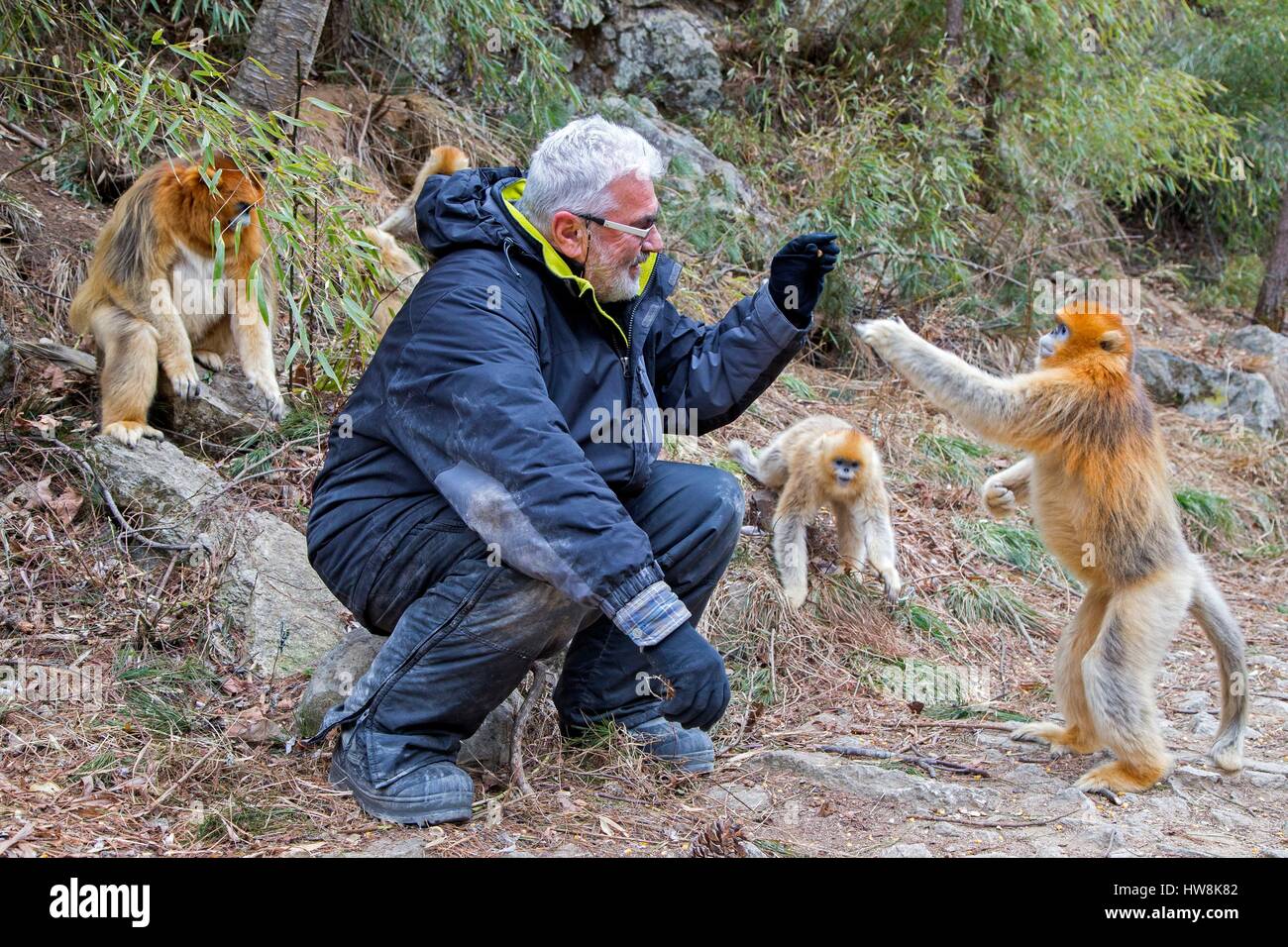 Chine, province du Shaanxi, montagnes Qinling, Golden snub-nosed Rhinopithecus roxellana (singe), et les touristes Banque D'Images