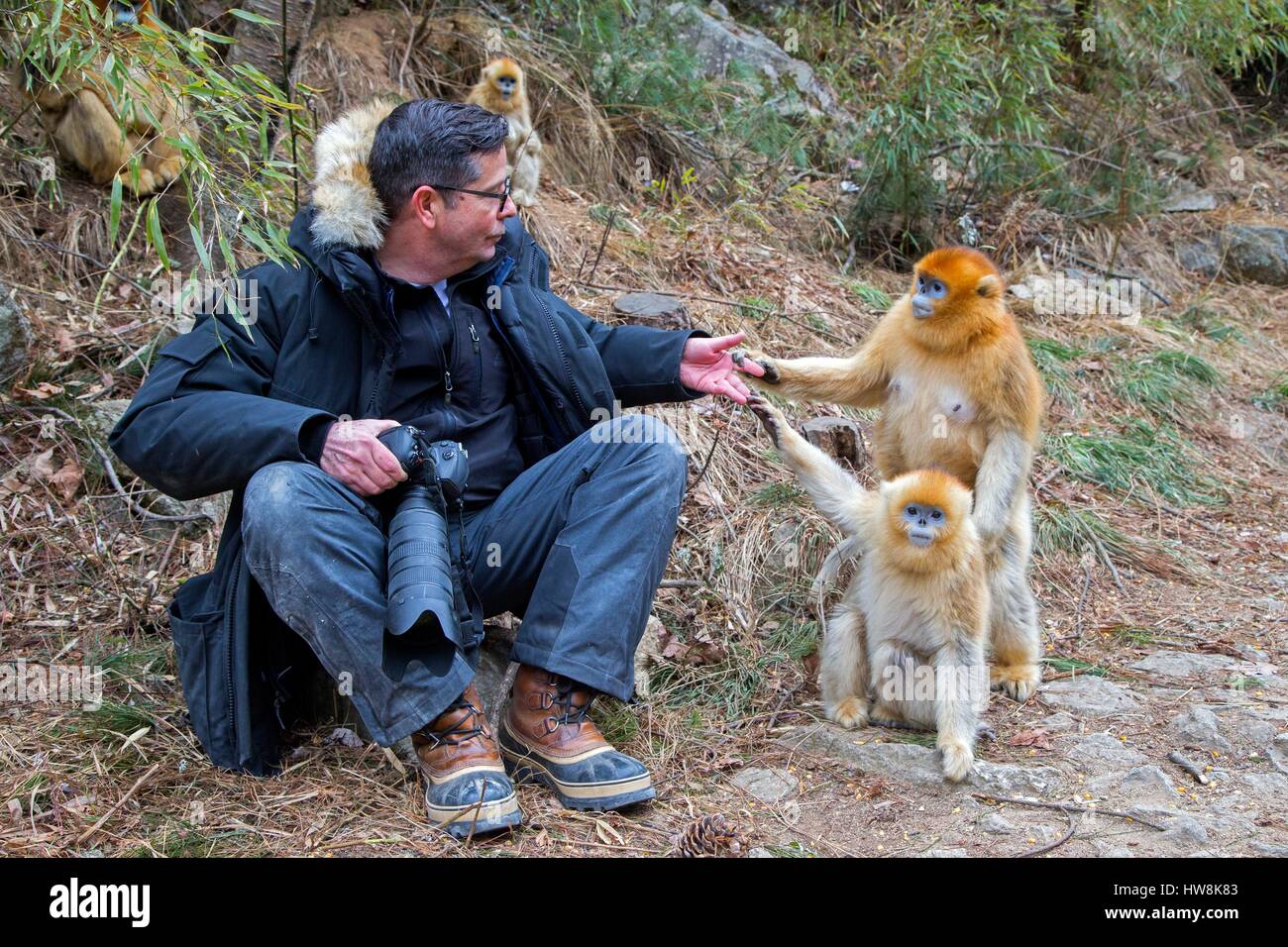 Chine, province du Shaanxi, montagnes Qinling, Golden snub-nosed Rhinopithecus roxellana (singe), et les touristes Banque D'Images