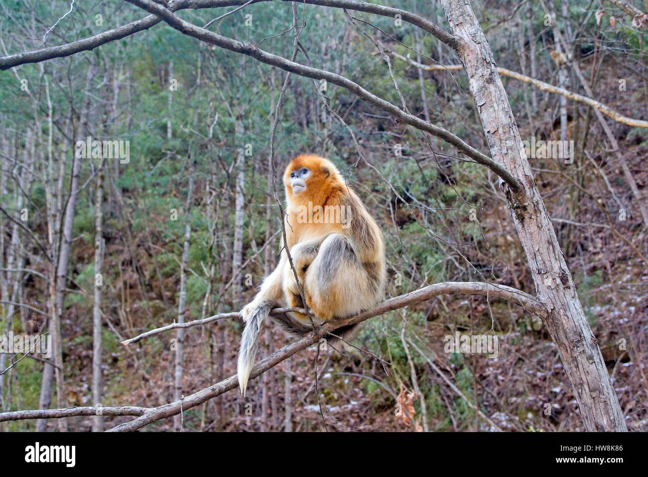 Chine, province du Shaanxi, montagnes Qinling, Golden snub-nosed (Rhinopithecus roxellana singe) Banque D'Images