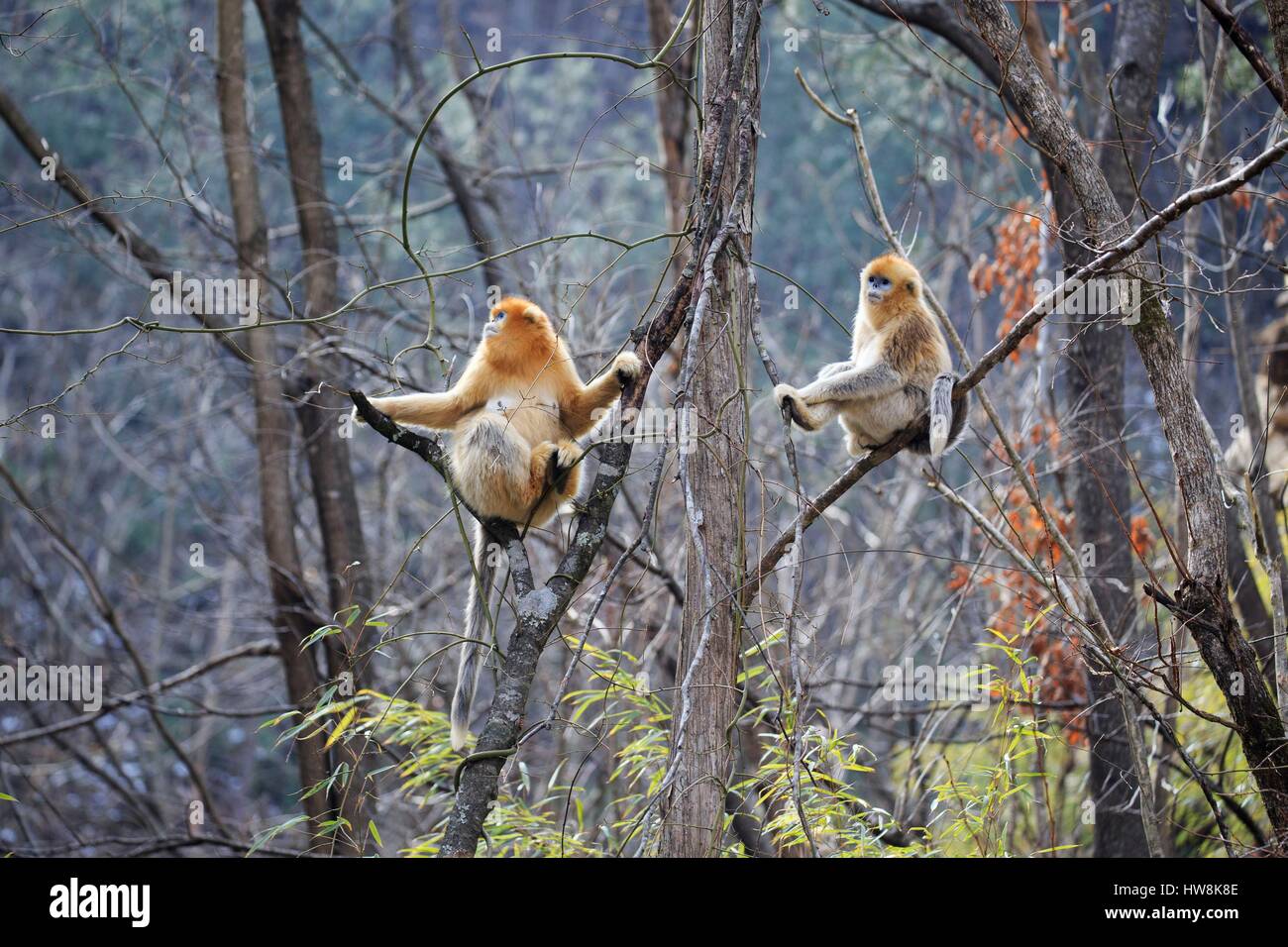 Chine, province du Shaanxi, montagnes Qinling, Golden snub-nosed (Rhinopithecus roxellana singe) Banque D'Images