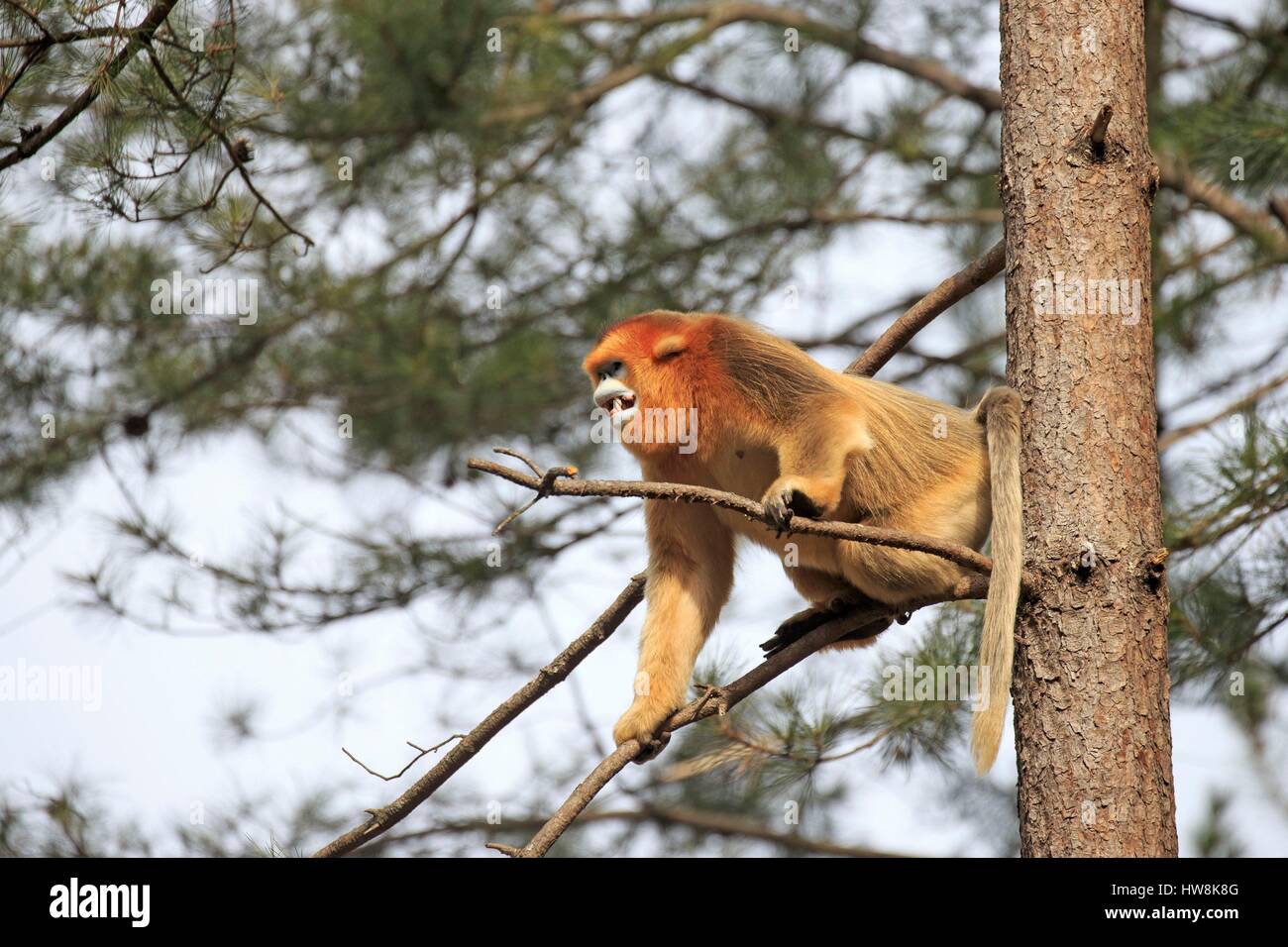 Chine, province du Shaanxi, montagnes Qinling, Golden snub-nosed (Rhinopithecus roxellana singe) Banque D'Images