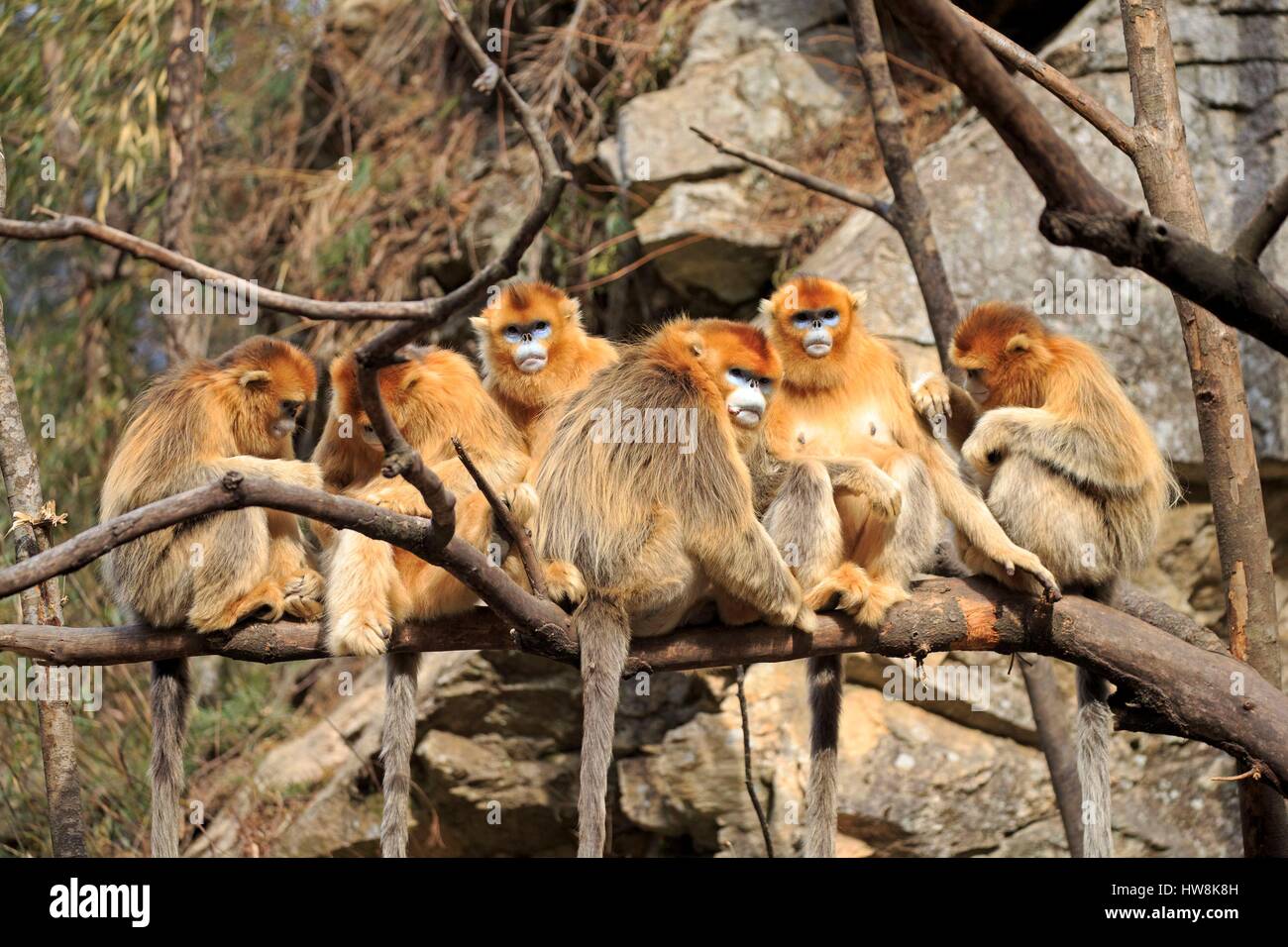 Chine, province du Shaanxi, montagnes Qinling, Golden snub-nosed (Rhinopithecus roxellana singe) Banque D'Images