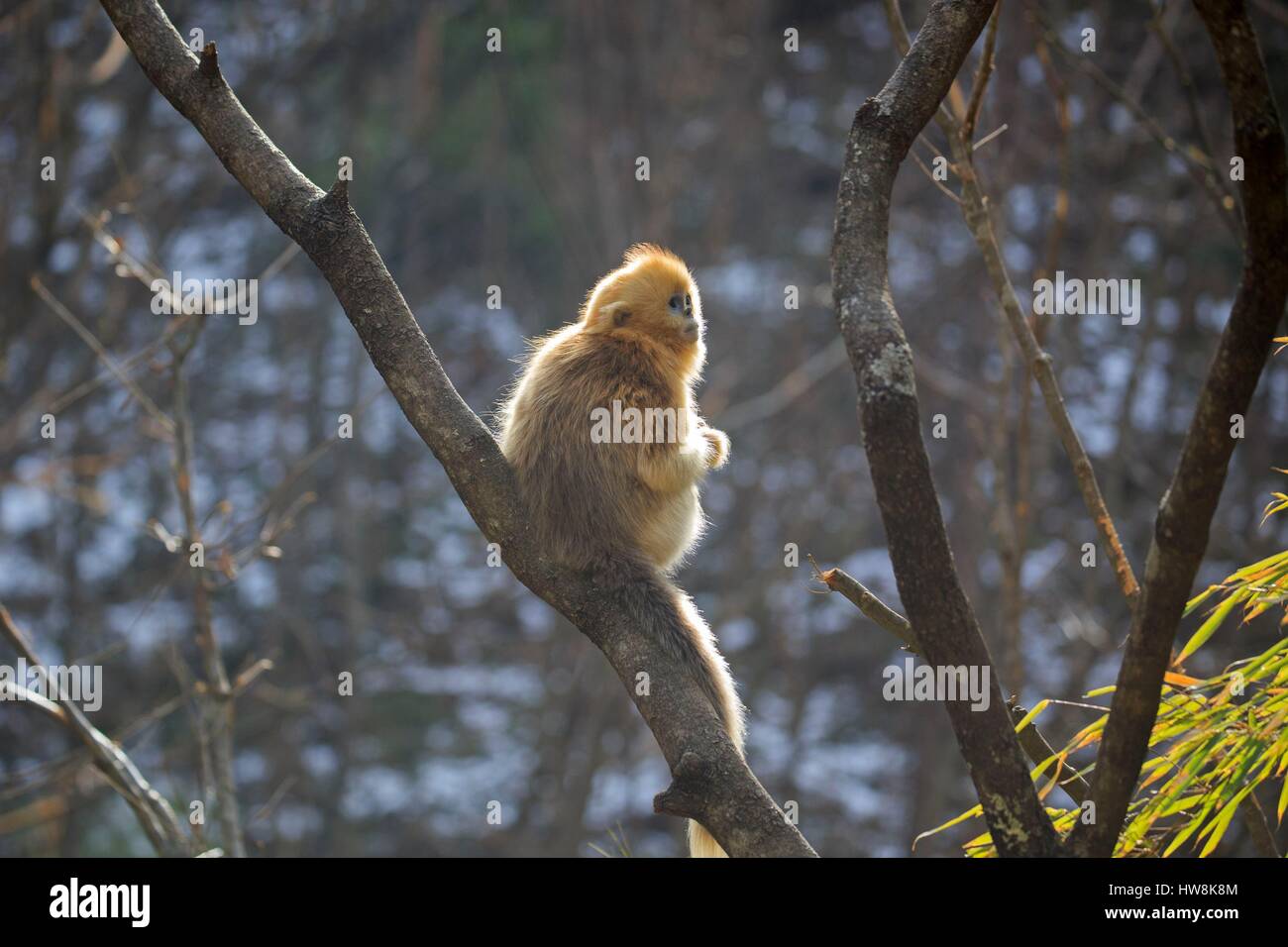 Chine, province du Shaanxi, montagnes Qinling, Golden snub-nosed Rhinopithecus roxellana (singe), les jeunes Banque D'Images