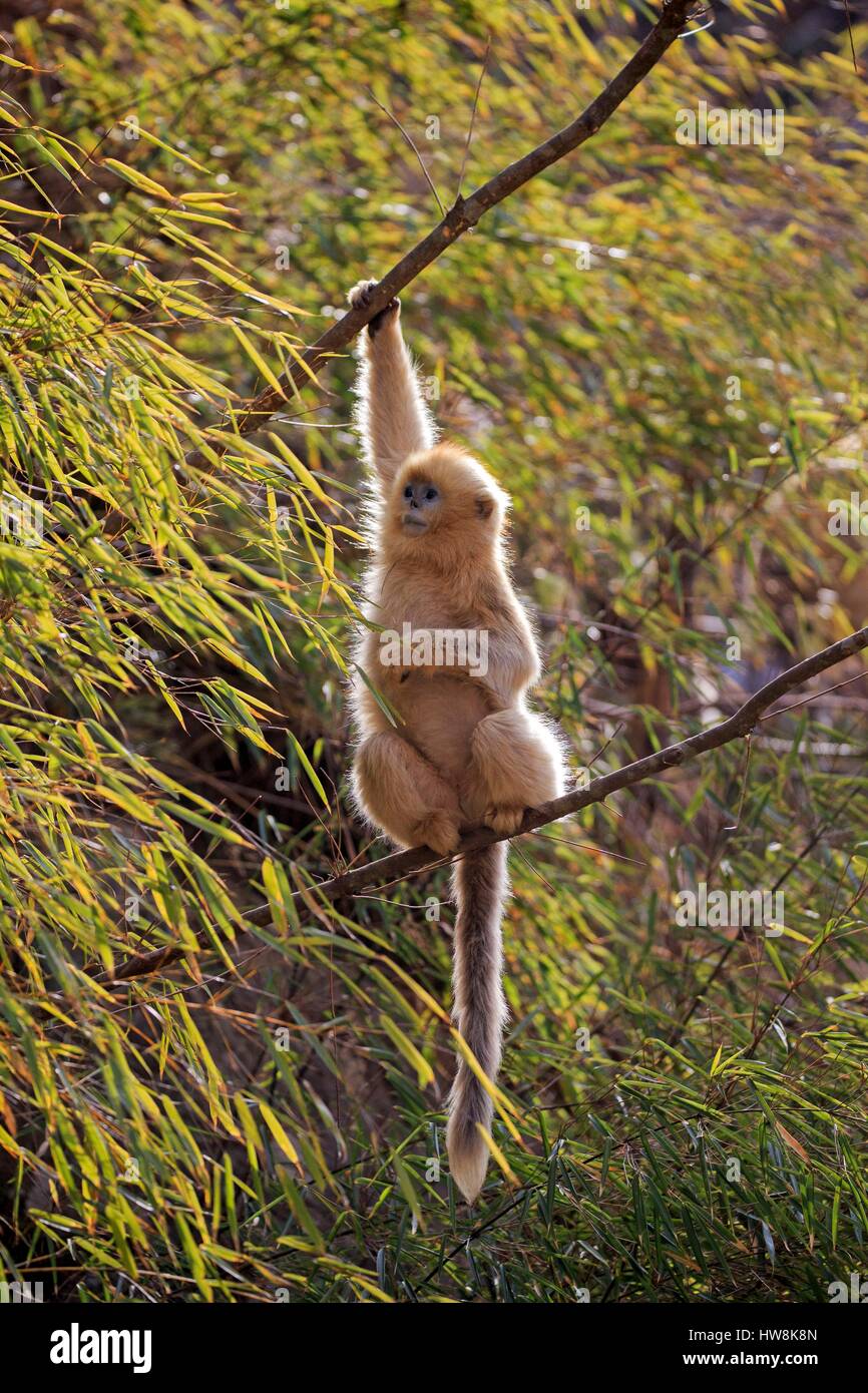 Chine, province du Shaanxi, montagnes Qinling, Golden snub-nosed Rhinopithecus roxellana (singe), les jeunes Banque D'Images