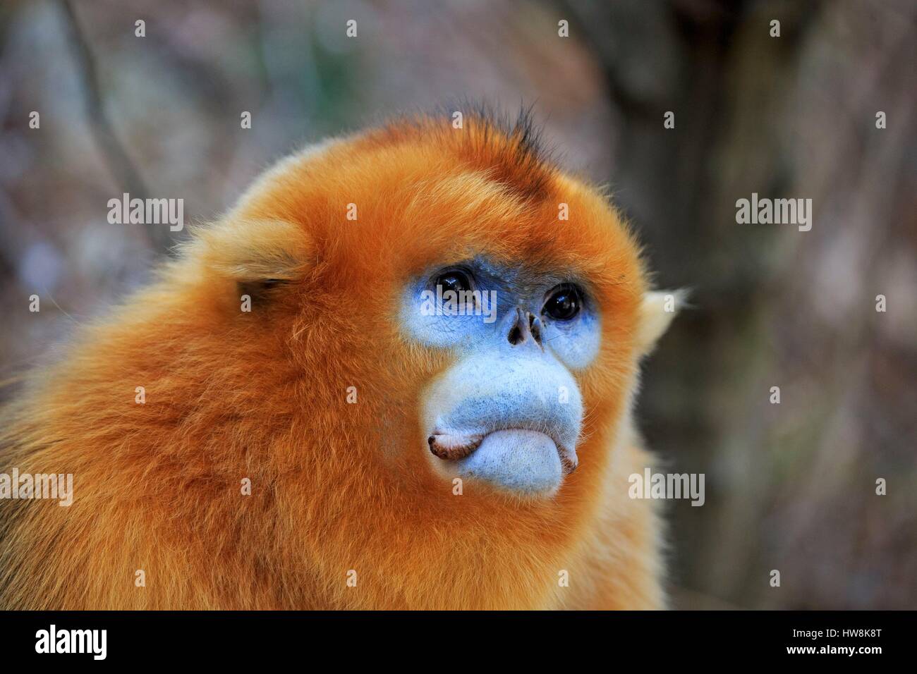 Chine, province du Shaanxi, montagnes Qinling, Golden snub-nosed (Rhinopithecus roxellana singe) Banque D'Images