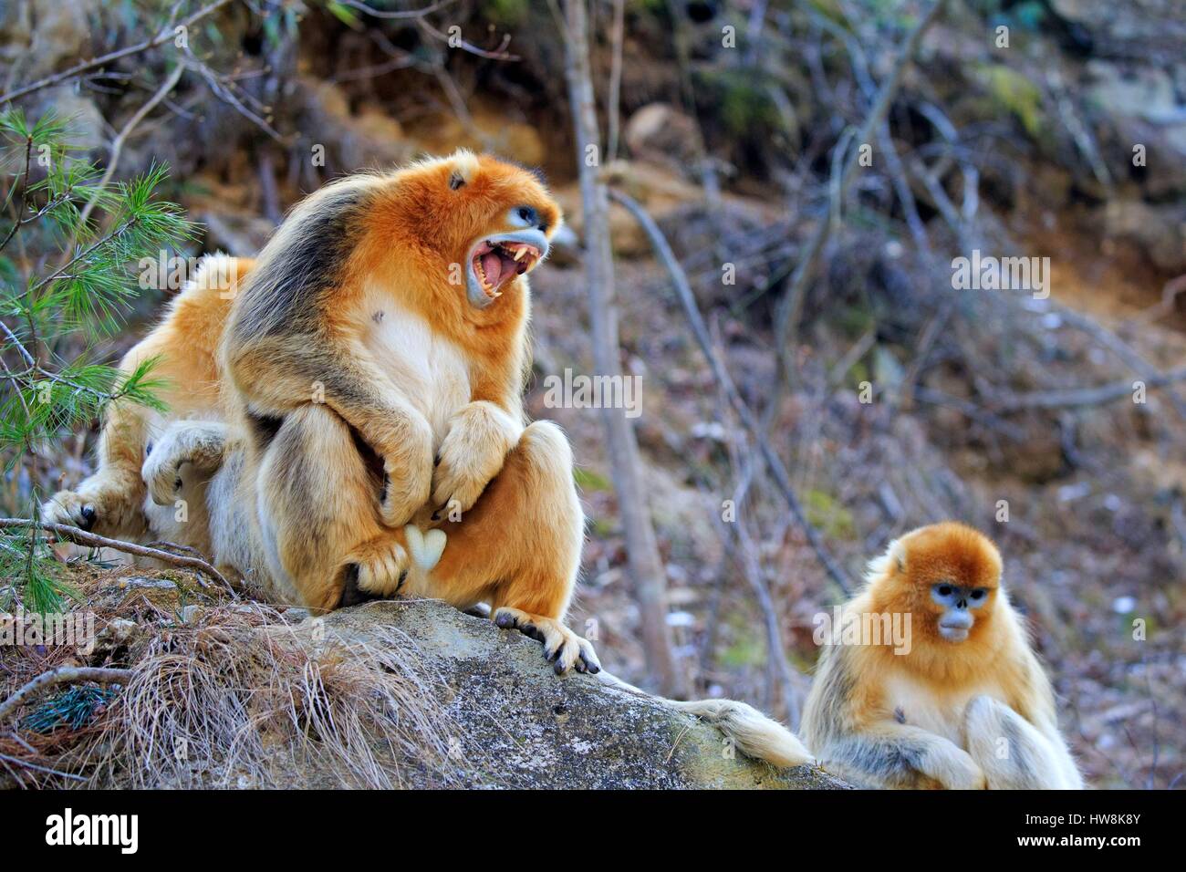 Chine, province du Shaanxi, montagnes Qinling, Golden snub-nosed (Rhinopithecus roxellana singe) Banque D'Images