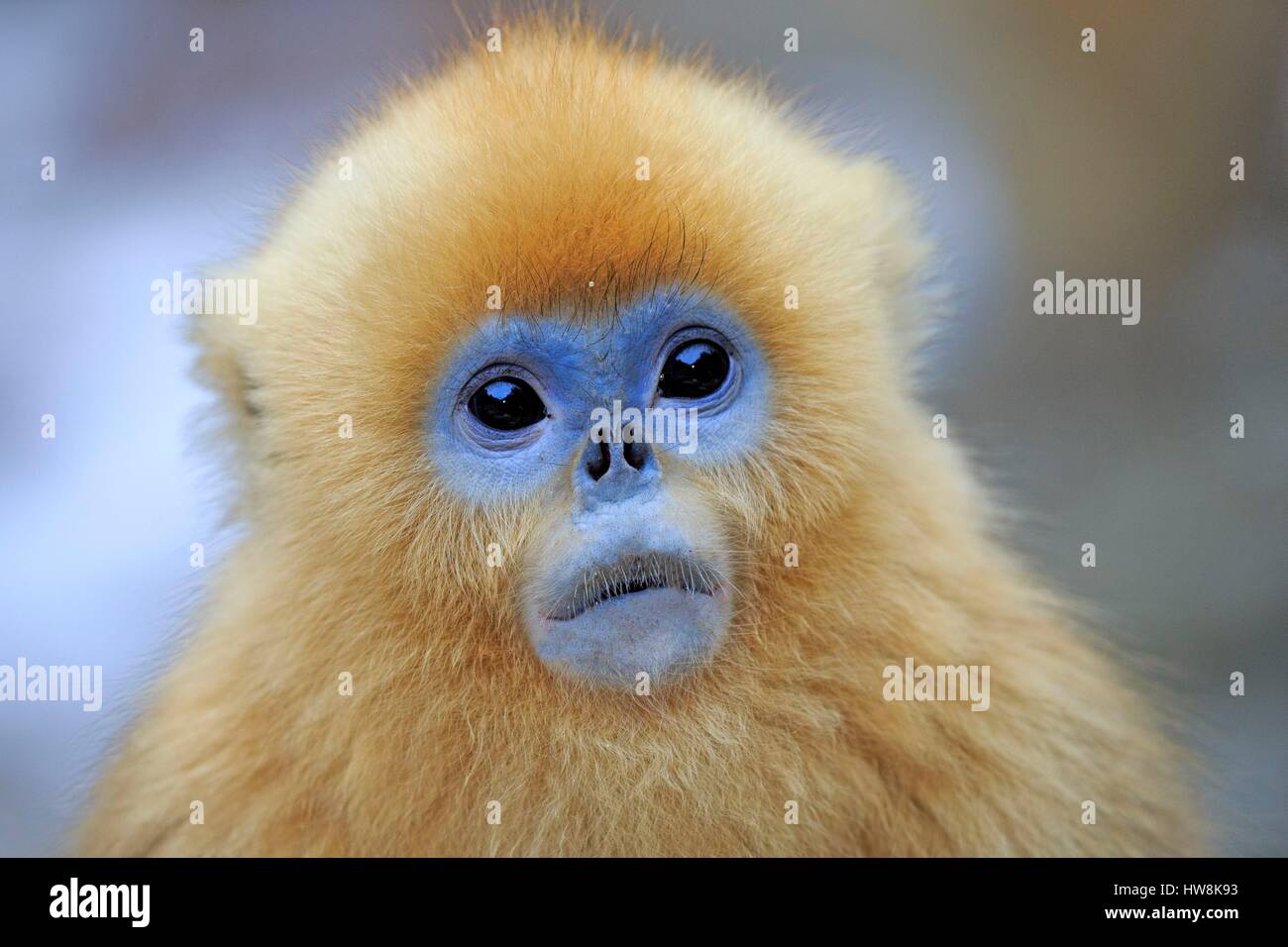 Chine, province du Shaanxi, montagnes Qinling, Golden snub-nosed Rhinopithecus roxellana (singe), les jeunes Banque D'Images