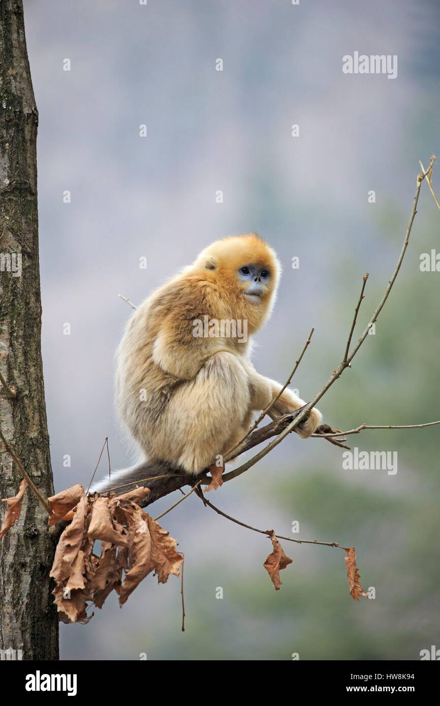 Chine, province du Shaanxi, montagnes Qinling, Golden snub-nosed (Rhinopithecus roxellana singe) Banque D'Images