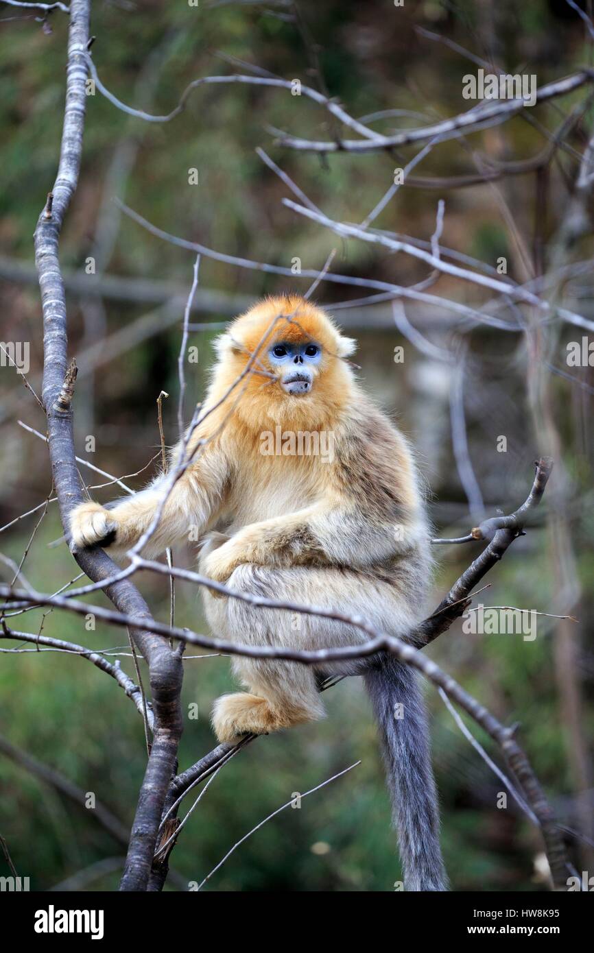 Chine, province du Shaanxi, montagnes Qinling, Golden snub-nosed Rhinopithecus roxellana (singe), les jeunes Banque D'Images